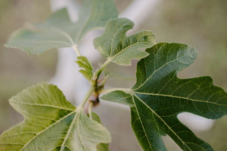 A closeup of leaves under the sunlight