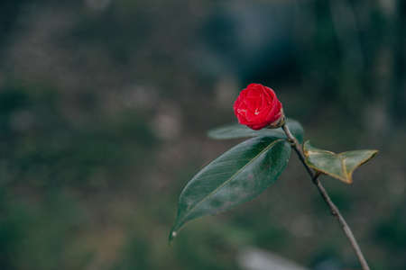 A selective focus shot of a pink flower with its leaves  - perfect for backgroundの写真素材