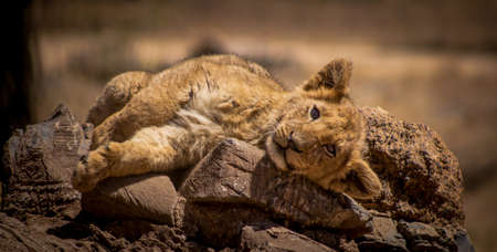 An adorable baby lion lying on a rock under the sunshine in South Africa