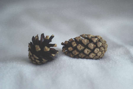 2 conifer cones on a white blanket background