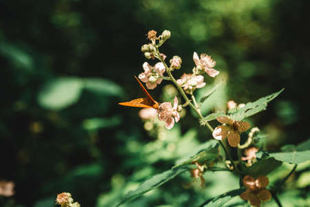 Beautiful shot of a blooming plant in a forest with a butterfly drinking nectar from it in a forest...