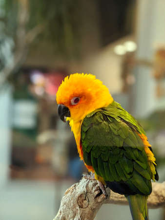 A vertical closeup shot of a cute yellow and green parrot perched on a piece of wood