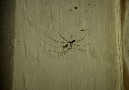 Daddy Longlegs Spider, Holocnemus plochei, hanging upside down in its web in an abandoned building,...