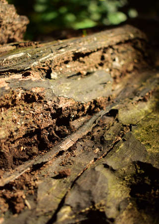 A vertical closeup shot of a tree bark texture