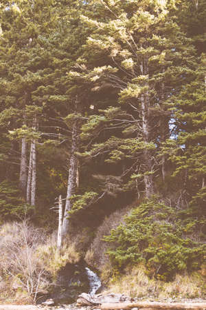 A beautiful shot of a thick forest side