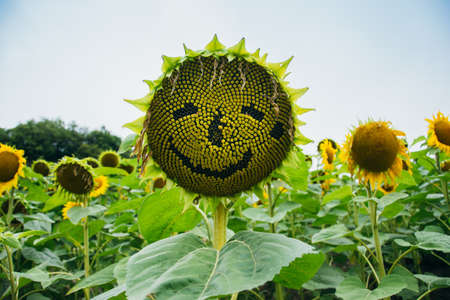 A closeup shot of a sunflower with a smiling faceの写真素材