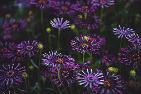 A beautiful closeup shot of purple daisies in a green field
