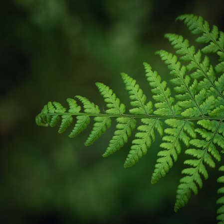 A selective focus shot of a fern in the forest
