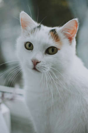 A vertical closeup shot of a white cat looking towards the camera with blurred backgroundの写真素材