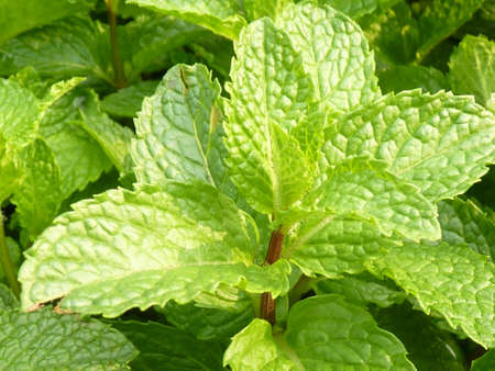 A closeup shot of green mint leaves during daytime
