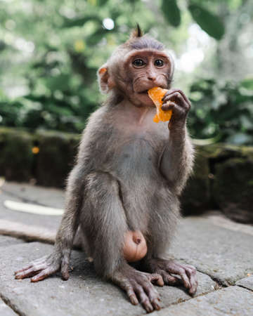 A vertical selective focus shot of a monkey sitting on the ground while eating a mandarin orange