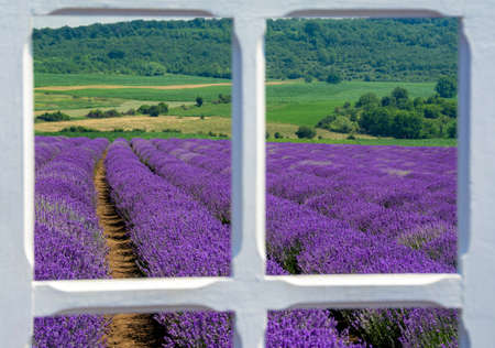 A landscape shot of a lavender field seen through a white window frame
