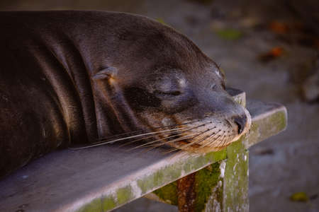 A sea lion laying on a bench with eyes closed and a blurred backgroundの写真素材