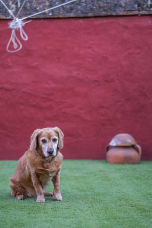 An adopted Golden Retriever that used to be a street dog sitting quietly on the green grass and...