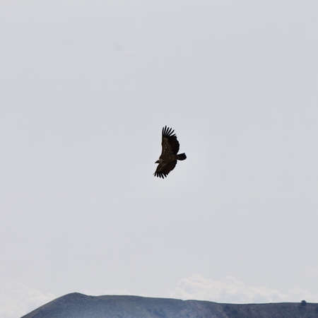 A black eagle on an empty background of the gloomy sky