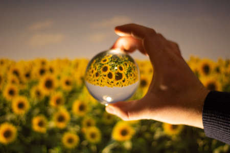 A beautiful sunflower field upside down view from a crystal ball