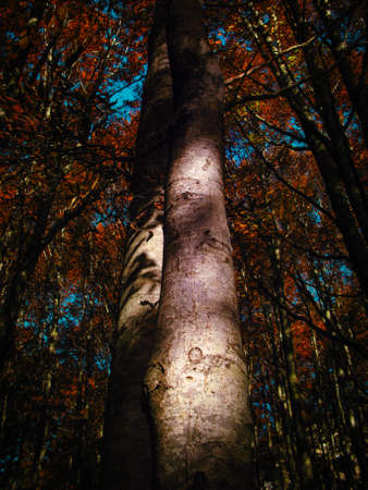 A vertical shot of trees with red leaves on a sunny day