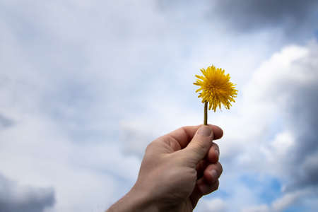 A closeup shot of a person's hand holding a beautiful dandelion flower on a blurred background