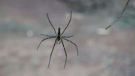 A closeup of an Argiope type spider on the web with blurred background