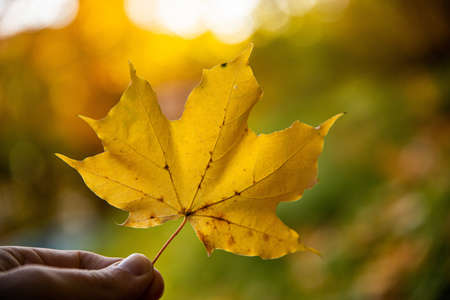 A closeup shot of a person's hand holding a dry maple leaf on a blurred background