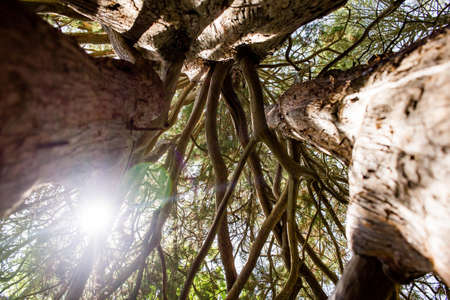 A low angle shot of the sun shining thru the tree branches
