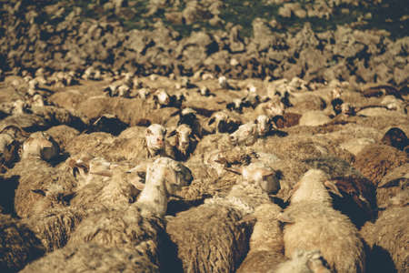 Herd of sheep - agriculture - farm