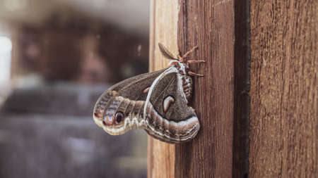 A focused shot of a brown moth resting on a wooden door with blurred backgroundの写真素材