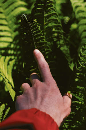 A hand of a person on beautiful green leaves in a forestの写真素材