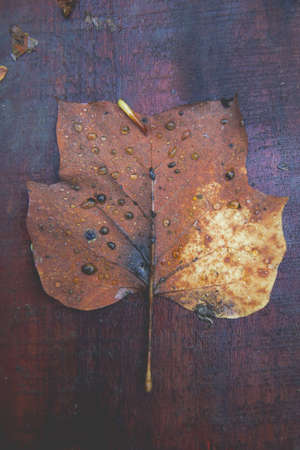 A closeup shot of an Autumn fallen leaf on a wooden surface