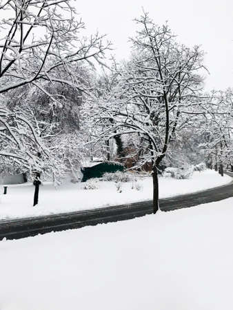 A vertical winter landscape with snow-covered treesの写真素材