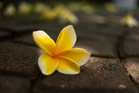 A closeup shot of a single yellow Frangipani flower fallen on a tiled pathの写真素材