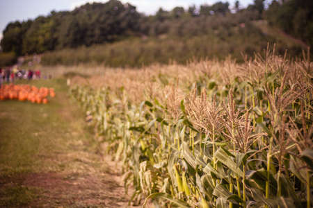 A crop field with pumpkins in the background laid on the ground i
