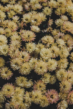 Beautiful overhead closeup shot of yellow aster flowers fieldの写真素材
