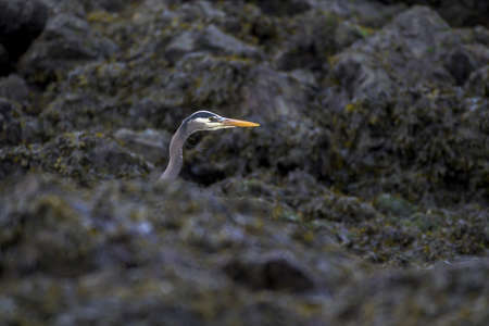 A beautiful shot of great blue heron behind rocksの写真素材