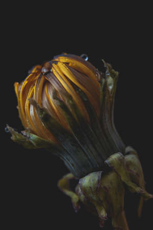 An extreme closeup of a beautiful blown dandelion with a dark backgroundの写真素材