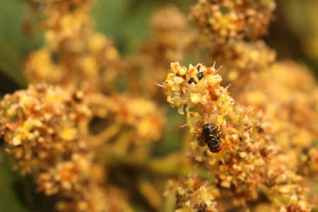 A selective focus shot of an insect on blooming yellow flowers