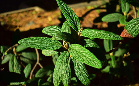 A closeup shot of green fresh mint leaves