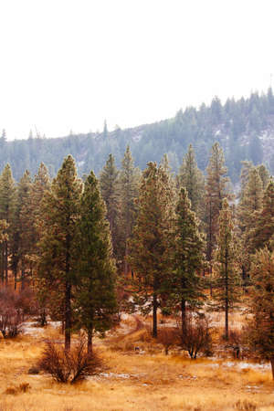 The beautiful scenery of a forest