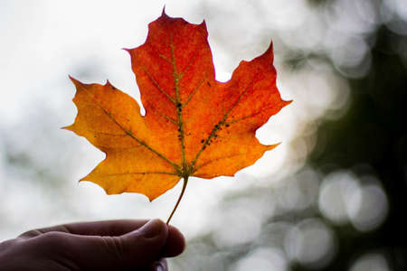 A closeup shot of a person's hand holding a dry maple leaf on a blurred backgroundの写真素材