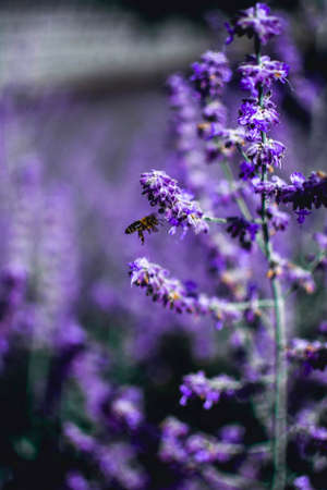 a vertical shot of a bee perching on a lavender flower with blurred backgroundの写真素材