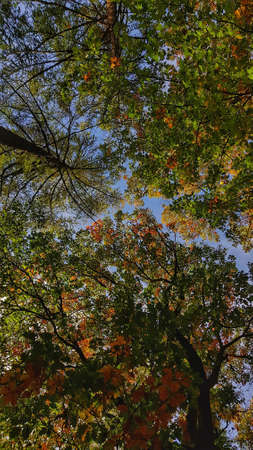 A vertical upshot of beautiful Autumn trees with colorful leaves on a clear blue sky background
