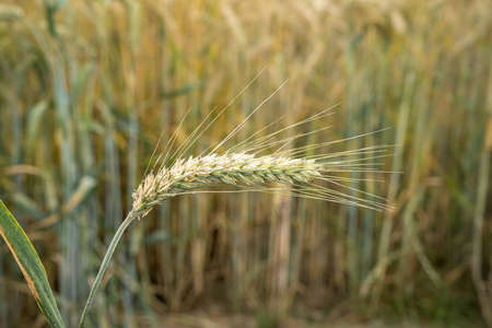 A selective focus shot of a single barley plant behind the fieldの写真素材