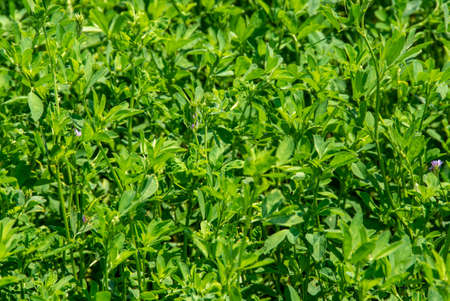 A closeup shot of green alfalfa plants - suitable for a natural backgroundの写真素材