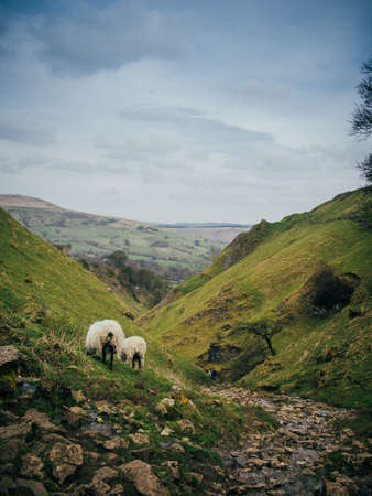 A vertical shot of beautiful green hills with a small water stream and ship grazing the grassの写真素材