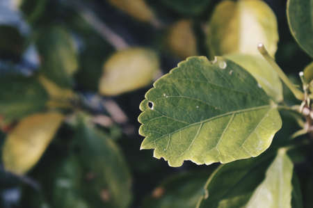 A selective focus shot of a green leaf with blurred backgroundの写真素材