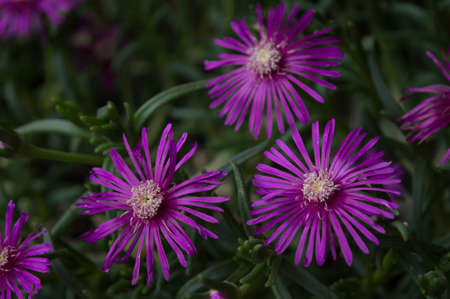 A selective focus shot of purple lamparanthus flowers