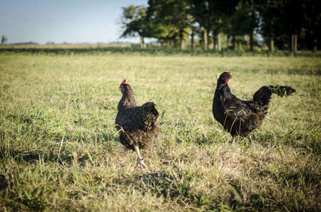 Two chickens running in the fieldの写真素材