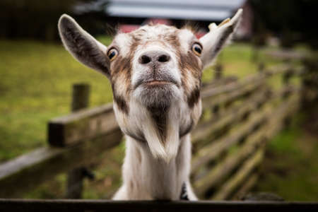 A funny goat looking at the camera with a farm blurred in the background