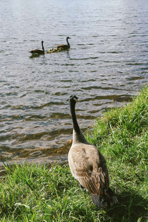 A vertical shot of a goose looking at two other geese swimming in the water