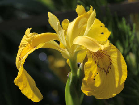 The yellow iris flower in a natural environment